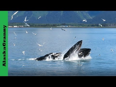 Humpback Whales Bubble Net Feeding Alaska...Whale Watching Alaska