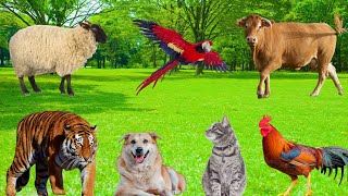 The Cutest Animals - Monkeys, Sheep, Cows, Cats, Dogs, Parrots, Squirrels - Animal World