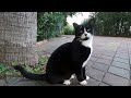Tabby Cat Envies Tuxedo Cat And Hisses At Her