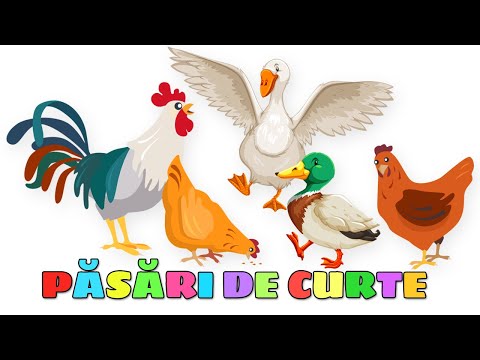 , title : 'Păsări de curte - Cum face Cocoșul, Găina, Gâsca și Rața - Sunete de păsări domestice'