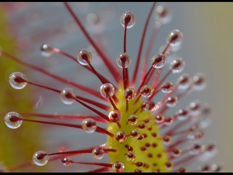 download lagu mp3 mp4 About Sundew Plant, download lagu About Sundew Plant gratis, unduh video klip About Sundew Plant