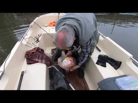 Popołudnie na łódce - Tołpyga szkodnik naszych wód