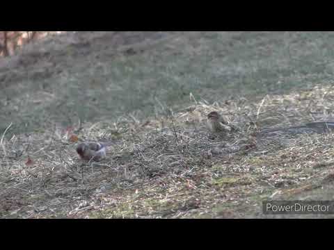 More Redpolls Common Redpoll vs. Hoary