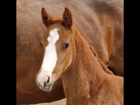 Hengstfohlen von Secret x Estobar, Hof Thelker