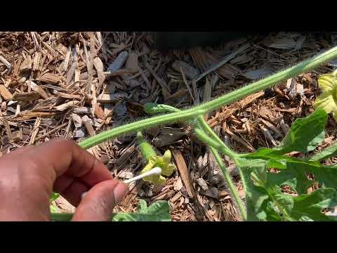 Female watermelon flower vs male watermelon flower | Pollination