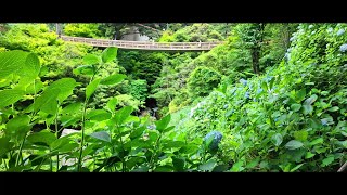 見返りの滝 シネスコ版