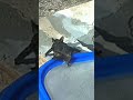 Rescuing A Bat From Our Swimming Pool