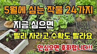 5월에 심는 추천작물 24가지 이때 심어야 수확량 많고 작물이 잘자라고 수확도 빨라요 #5월에심는작물