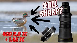 Stacking Teleconverters – Nikon Z 400mm f/2.8 TC + 1.4x = Too Much? (+ Photo Tips)