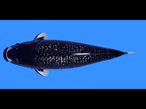 Black Diamond Dainichi Niigata 60cm Nisai Female VHQ