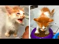 Very Hungry Kitten Meowing Loudly Before And After Eating Was Kitten 1st Week Rescue