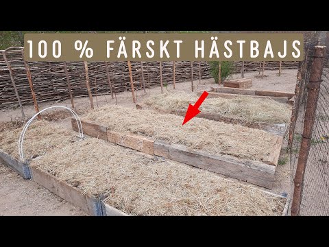 Odla i färskt hästbajs - odla utan att köpa jord - odla i timmerstockar och odla i pallkragar