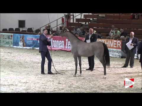 N.14 EVICTORIA - Wels 2016 - Yearling Fillies (Class 1B)