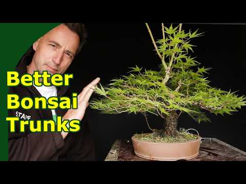 Develop Better Bonsai Trunk Taper and Direction (Using a Japanese Maple arakawa)