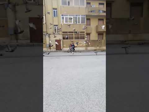 Francesco maggio Flavio barsalona I guagliun e via istria