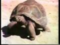 Sesame Street Turtle