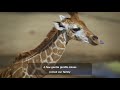 2017 Baby Animals Of San Diego Zoo Safari Park