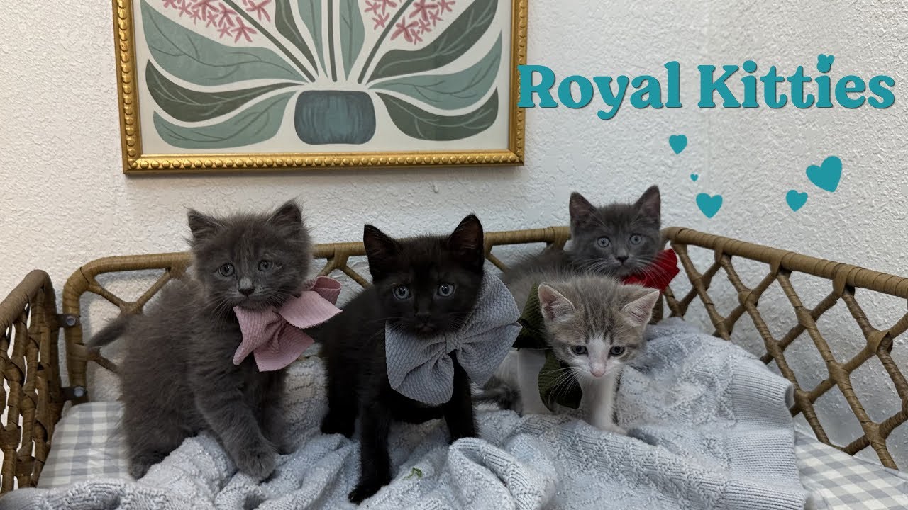 King Louie Royal, a Adoptable mixed breed in Austin, TX video 6/6