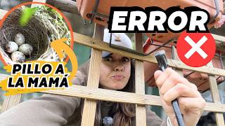 Arreglando las celosías de la finca y consigo grabar al pájaro que anida en el naranjo. Vlog294