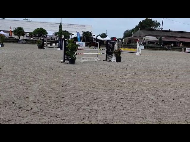 Cheval de sport avec moyens
