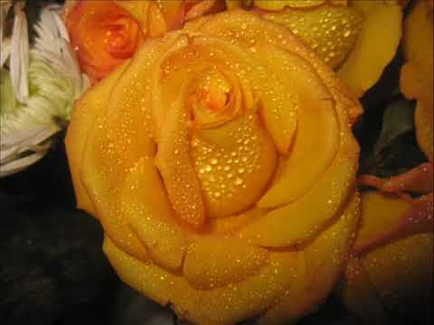 Valentine's  day With pure Red fresh Roses ...... like True Love.... 13 Feb 2010 Lahore, Pakistan