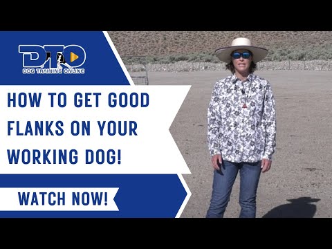 How To Get Good Flanks On Your Working Dog!