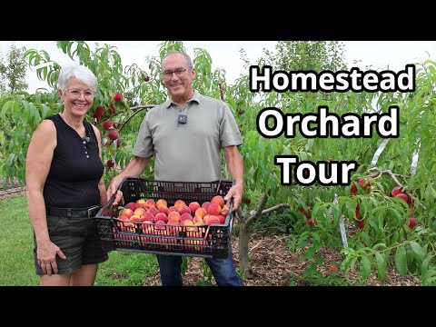 Homestead Orchard Tour: Growing Bounty on our Small Farm