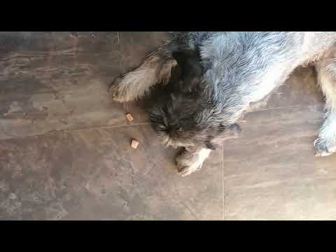 Endlich hat Frauchen verstanden wie bequem das fressen im liegen ist