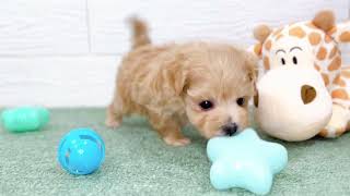 ハーフ犬の動画01