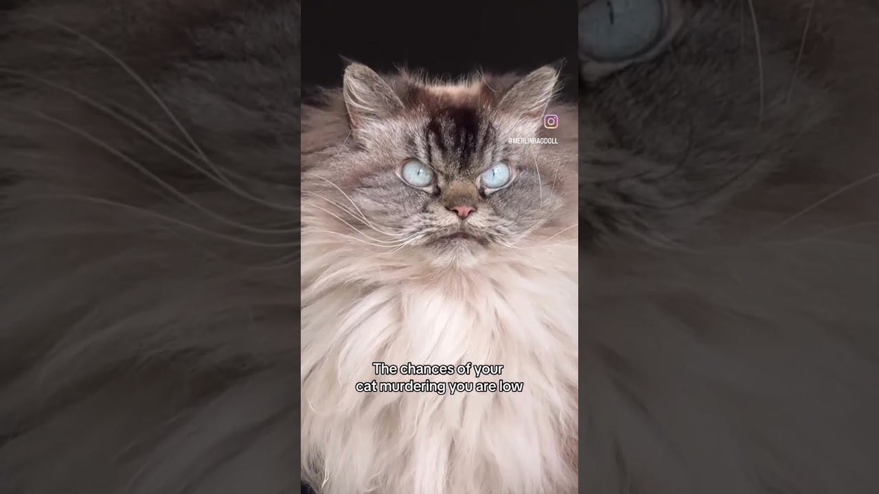 Everything OK?!? 🤬 🐱 😂