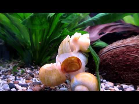 Snäckor blir fler..