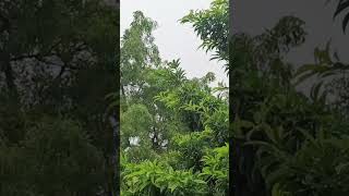 It&#39;s rainy day #cool#manohara song#madhavan#chelisong#rain song