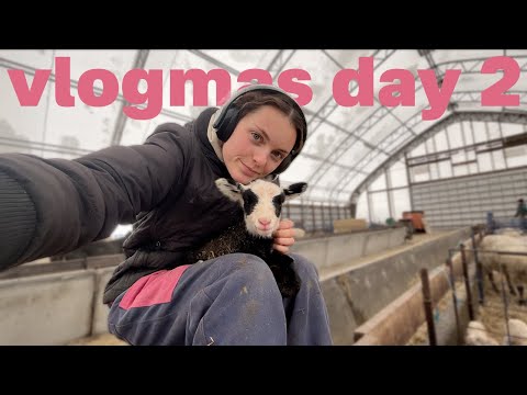 my last day of university & working in the barn! | vlogmas day 2 🎄