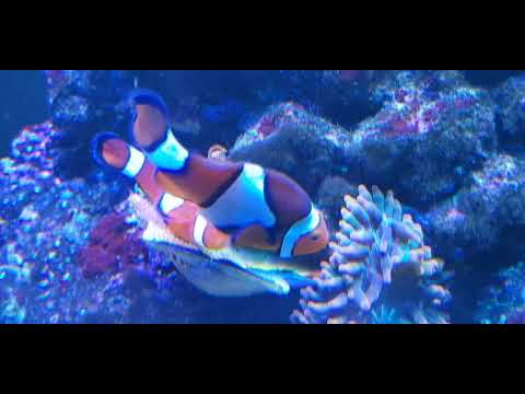 My clownfish spawning.