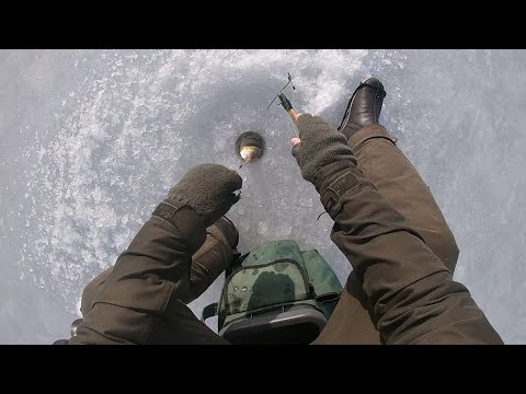 Kalastus -  isoja ahvenia mereltä 26.2.2022