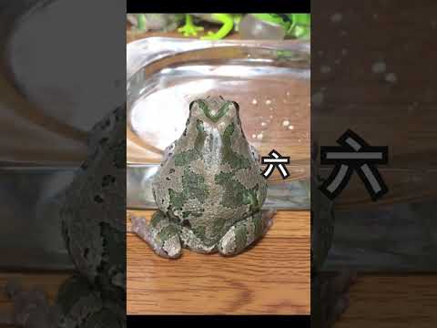 園芸 助産師のヒキガエル、庭のフルート奏者