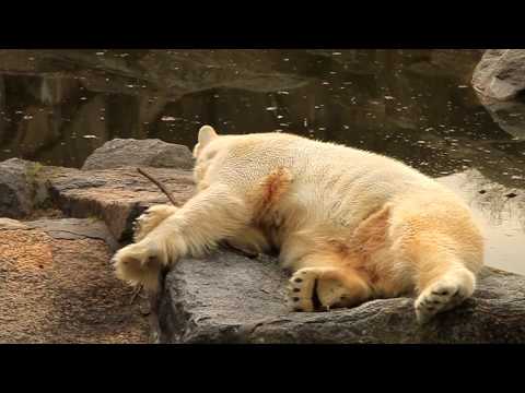 Knut ganz entspannt :-)