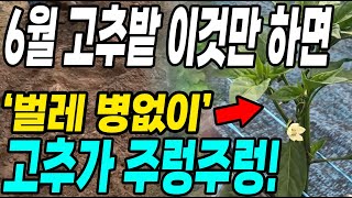 6월 고추밭 이것만 하면 벌레와 병걱정 없이 고추가 주렁주렁! 고추농사 대박