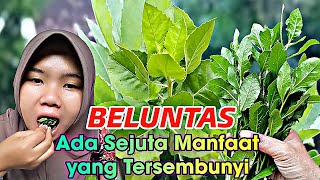 The Hidden Benefits of Beluntas Leaves, the Hedge Plant, Shrub Plant, Wild Plant