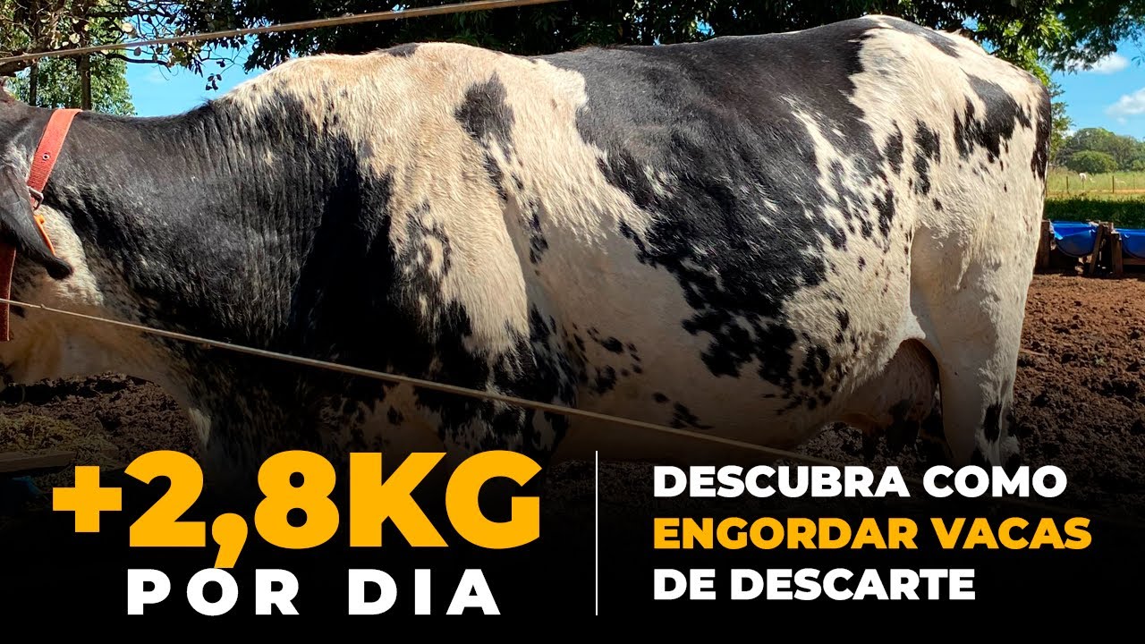 Como ENGORDAR vacas de DESCARTE (será?)