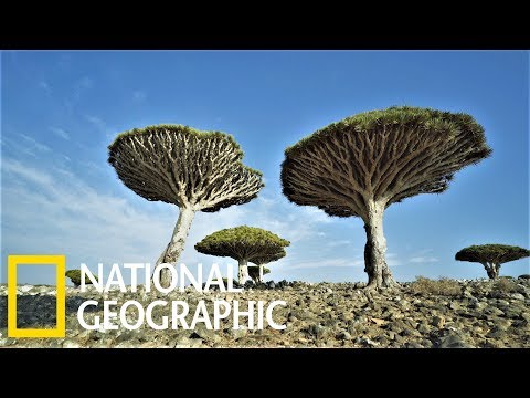 蘇庫特拉島上的千年「龍血樹」 - 國家地理雜誌官方網站｜探索自然、科學與文化的最佳權