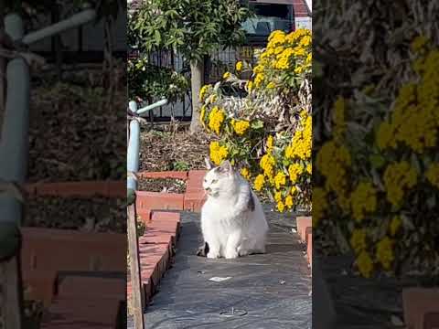 園芸 テュルサスの鳥類