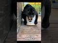 Big Cat Love ️ Animals Bigcat Tiger Lion Cheetah Shortvideo Nearvlogss