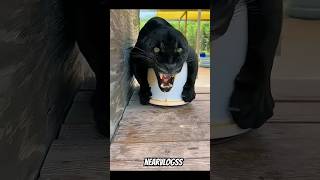 Big cat love ❤️ #animals #bigcat #tiger #lion #cheetah #shortvideo #nearvlogss