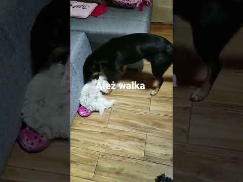 Ależ walka jak w mma