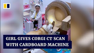Chinese girl plays doctor giving corgi CT scan wit
