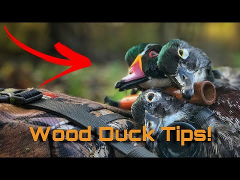 6 Tips For Wood Duck Hunting