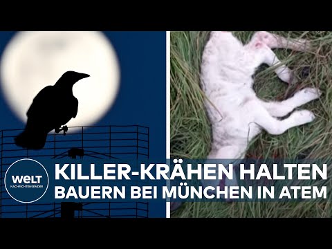 PUCHHEIM BEI MÜNCHEN: "Jetzt reicht es!" Attacken auf Lämmer - Killer-Krähen halten Bauern in Atem