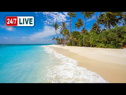 Ocean Ambience LIVE 24/7 🏝 Tropical Beach & Ocean Waves Sounds. VELAA Maldives