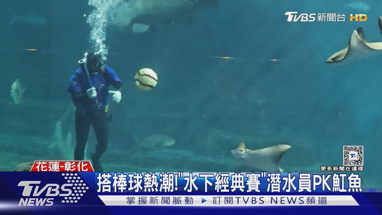 WBC資格賽／搭棒球熱潮！「水下經典賽」潛水員PK魟魚